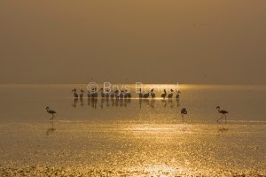 Pélicans lac Manyara